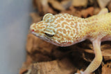 Gecko Leopardo Bell Albino ID R5-16