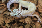 Gecko Leopardo Hypo ID R6-05