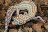 Gecko Leopardo Mack SNow BEll Eclipse Stripe HEmbra ID R6-15