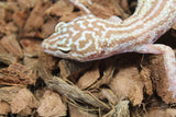 Gecko Leopardo Mack SNow BEll Eclipse Stripe HEmbra ID R6-15