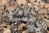 Boa Colombiana Nominal 100% HEt Albino Khal Macho ID R7-13
