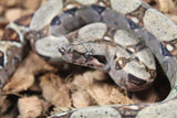 Boa Colombiana Nominal 100% HEt Albino Khal Macho ID R7-18