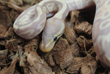 Piton Bola Banana TH Clown Hypo Pied Hembra ID R9-14