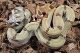 Boa COlombiana Hypo Jungle Het Albino Khal Macho ID R10-07