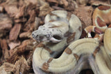 Boa COlombiana Hypo Jungle Het Albino Khal Macho ID R10-07
