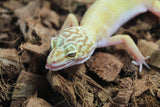 Gecko Leopardo Raptor Macho ID R12-15