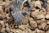Gecko Leopardo Black Night Macho ID R12-17