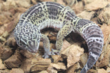 Gecko Leopardo Black Night Macho ID R12-17