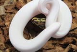 Piton Bola Spider Clown Pied Hembra ID R12-18