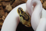 Piton Bola Spider Clown Pied Hembra ID R12-18