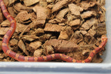 Serpiente del Maiz BloodRed Macho ID RC-04
