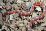 Serpiente del Maiz BloodRed Macho ID RC-04