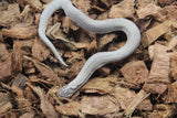 Serpiente Nariz de Cochino (Hognose) Super Conda Axanthic Het Snow Hembra ID RC-06