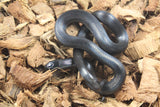 Serpiente Rey Negra Mexicana Hembra ID RC-07