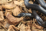 Serpiente Rey Negra Mexicana Hembra ID RC-07