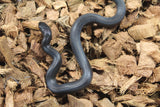 Serpiente Rey Negra Mexicana Hembra ID RC-08