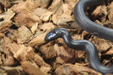 Serpiente Rey Negra Mexicana Hembra ID RC-08