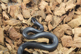 Serpiente Rey Negra Mexicana Macho ID RC-09