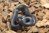 Serpiente Rey Negra Mexicana Macho ID RC-11