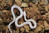 Serpiente del Maiz (Maicera) Snow Hembra ID RC-22