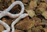 Serpiente del Maiz (Maicera) Snow Hembra ID RC-22
