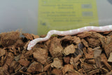 Serpiente del Maiz (Maicera) Snow Macho ID RC-23