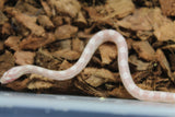 Serpiente del Maiz (Maicera) Snow Macho ID RC-24