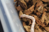 Serpiente del Maiz (Maicera) Snow Macho ID RC-24