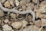 Serpiente Nariz de Cochino (Hognose) Hembra ID RC-25