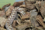 Serpiente Nariz de Cochino (Hognose) Hembra ID RC-25