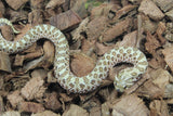 Serpiente Nariz de Cochino (Hognose) Hembra ID RC-26