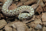 Serpiente Nariz de Cochino (Hognose) Hembra ID RC-26