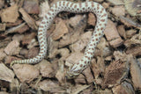 Serpiente Nariz de Cochino (Hognose) Hembra ID RC-27