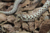 Serpiente Nariz de Cochino (Hognose) Hembra ID RC-27