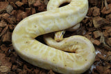 Piton Bola HGW Hurricane Banana 50% Het Clown Macho ID R8-08
