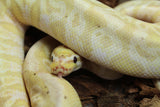 Piton Bola HGW Hurricane Banana 50% Het Clown Macho ID R8-08