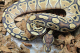 Piton Bola Redstripe Special 50% Het Clown Macho ID R9-11