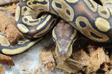 Piton Bola Redstripe Special 50% Het Clown Macho ID R9-11