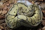 Piton Bola Killer Clown Macho ID R11-11
