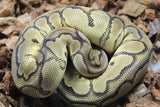 Piton Bola Killer Clown Macho ID R11-11