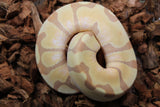 Piton Bola Banana Enchi Hembra ID R3-01