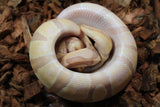 Piton Bola Banana Enchi Hembra ID R3-01