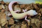 Gecko Leopardo Snowflake ID R6-11