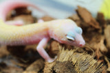 Gecko Leopardo Snowflake ID R6-11