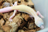 Gecko Leopardo Snowflake ID R12-06