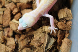 Gecko Leopardo Snowflake ID R12-06