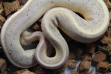Piton Bola Banana Cinnamon Genetic Stripe Macho ID R4-04