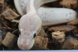 Piton Bola Banana Cinnamon Genetic Stripe Macho ID R4-04