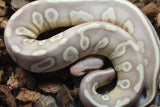 Piton Bola Coral Glow Mojave Leopard Hembra ID R5-01