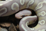 Piton Bola Coral Glow Mojave Leopard Hembra ID R5-01